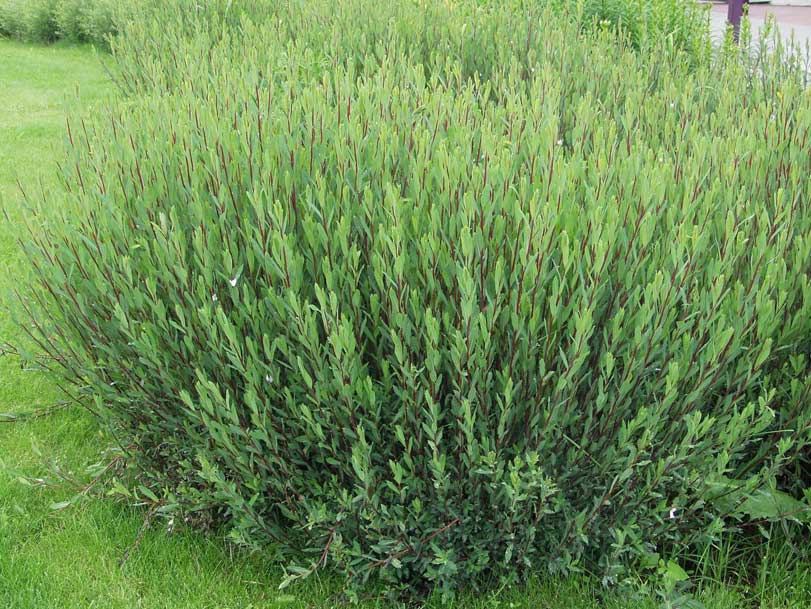 'Maiden's Blush'
